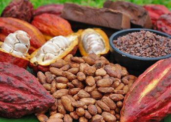 Giá của ca cao đã chứng kiến sự tăng lên khoảng 8%, đạt mức cao chưa từng thấy.