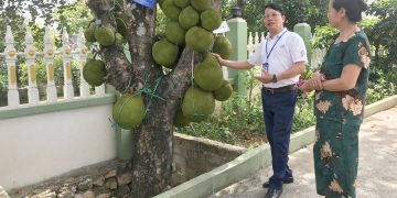 Bảo tồn và phát triển các giống cây mít quý bản địa